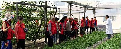 蔬菜種子，幾百萬種植戶的選擇