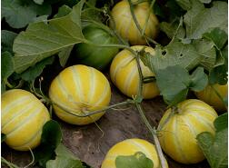 蔬菜種子種植戶(hù)客戶(hù)點(diǎn)評(píng)-金帝薄皮甜瓜，果形漂亮