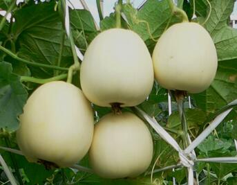 蔬菜種子種植戶(hù)客戶(hù)點(diǎn)評(píng)-雪奶香1——脆甜中帶點(diǎn)奶味