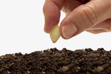 蔬菜種子栽培技術(shù)-<b>夏天播種、栽培注意事項</b>