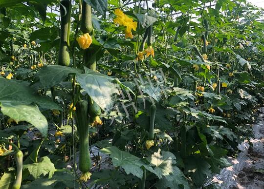 蔬菜種子種植戶客戶點(diǎn)評-種植“優(yōu)比1號”差的用戶，差到什么樣子？