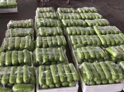 蔬菜種子種植戶客戶點評-上市早，價格好！我連續(xù)種了三年，滿意！