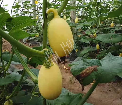 蔬菜種子種植戶客戶點評-上市了，14元/公斤。河南客戶發(fā)來…