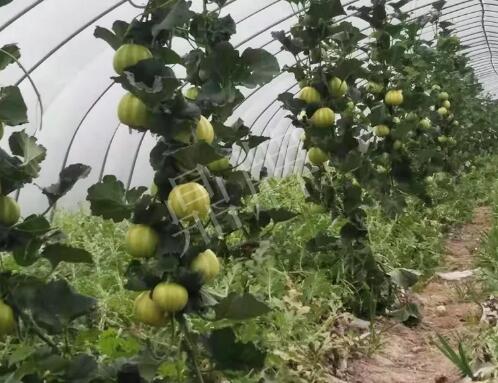 蔬菜種子種植戶客戶點評-我的乖乖，一株坐果15個，6元1斤，好賣得很！