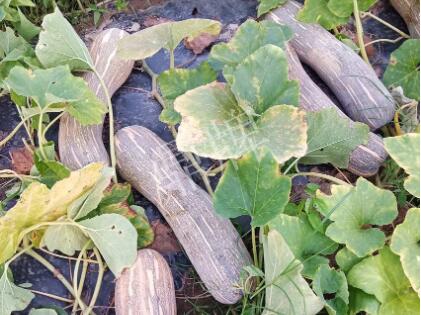 蔬菜種子種植戶客戶點(diǎn)評-了解它，就能種好它，獲得更高收入?。?！