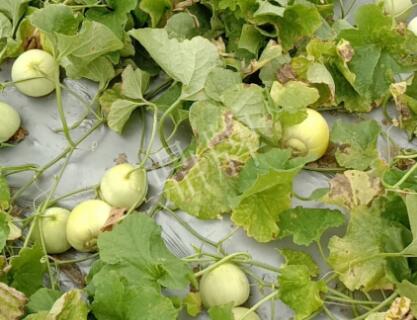 蔬菜種子種植戶客戶點評-低溫寡照的天氣，它仍然優(yōu)秀！