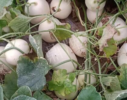 蔬菜種子種植戶客戶點評-“甜，真甜，真是甜！”