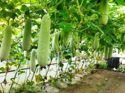 蔬菜種子種植戶客戶點評-我種的冬瓜，肉緊味甜，按個賣！