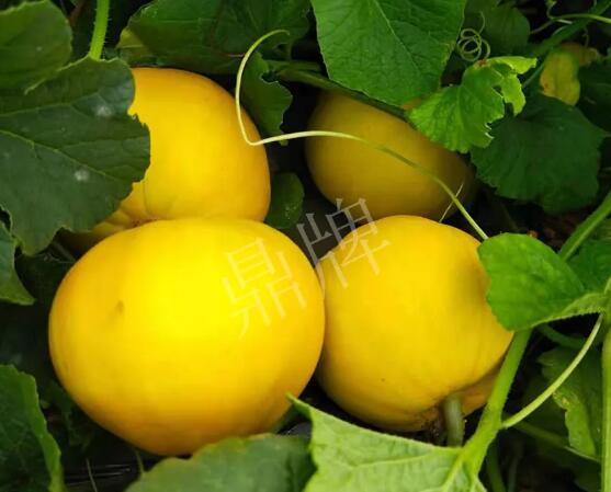 蔬菜種子種植戶客戶點(diǎn)評-純賺50萬，我這個“張大膽”榮光了一把！