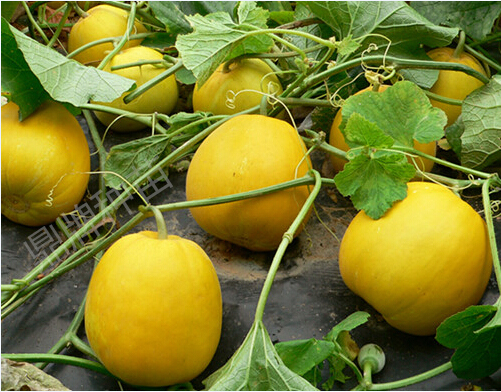 蔬菜種子種植戶(hù)客戶(hù)點(diǎn)評(píng)-斯威特1——帶皮更好吃的甜瓜