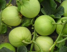 蔬菜種子種植戶(hù)客戶(hù)點(diǎn)評(píng)-玉奶香——帶有奶香味的薄皮甜瓜