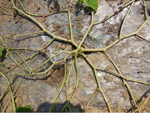 蔬菜種子種植戶(hù)客戶(hù)點(diǎn)評(píng)-省工108：不用整枝的薄皮甜瓜