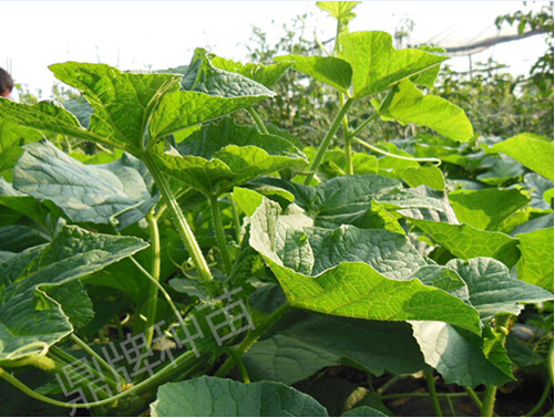 蔬菜種子種植戶(hù)客戶(hù)點(diǎn)評(píng)-正常生長(zhǎng)的甜瓜苗和瘋長(zhǎng)的甜瓜苗