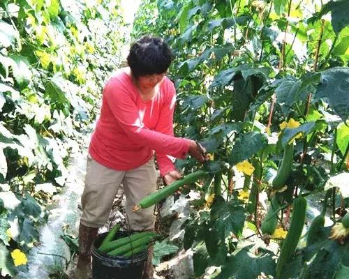 優(yōu)秀絲瓜作品展播，請為菜農(nóng)劉健平夫婦點贊