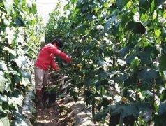 蔬菜種子種植戶客戶點評-優(yōu)秀絲瓜作品展播，請為菜農(nóng)劉健平夫婦點贊