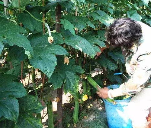 優(yōu)秀絲瓜作品展播，請為菜農(nóng)劉健平夫婦點贊