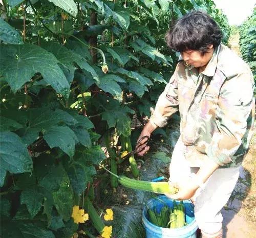 優(yōu)秀絲瓜作品展播，請為菜農(nóng)劉健平夫婦點贊