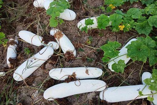 您種植過“堆堆瓜”嗎？看一看，地上全是瓜！一睹芳容