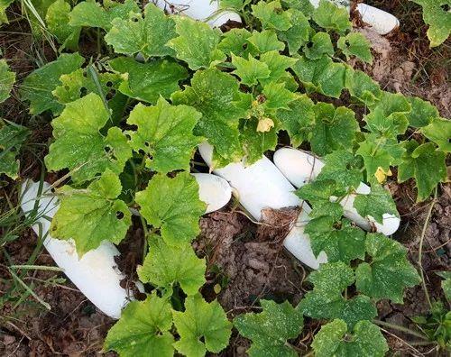 您種植過“堆堆瓜”嗎？看一看，地上全是瓜！一睹芳容