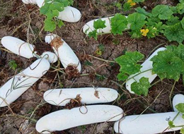 蔬菜種子種植戶(hù)客戶(hù)點(diǎn)評(píng)-您種植過(guò)“堆堆瓜”嗎？看一看，地上全是瓜！一睹芳容！