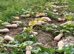 蔬菜種子種植戶(hù)客戶(hù)點(diǎn)評(píng)-周小為種植的健美蜜本又被報(bào)銷(xiāo)了，連電視臺(tái)記者也趕來(lái)了！