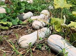 蔬菜種子種植戶客戶點評-一袋種子100粒，輕松賺回3000元...