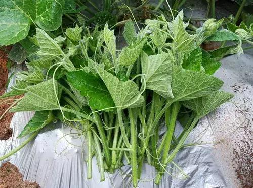 菜農(nóng)種植無(wú)需噴農(nóng)藥的蔬菜，不僅栽培簡(jiǎn)單、而且效益高