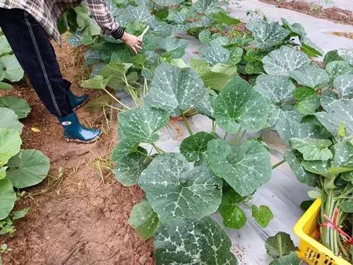 菜農(nóng)種植無(wú)需噴農(nóng)藥的蔬菜，不僅栽培簡(jiǎn)單、而且效益高