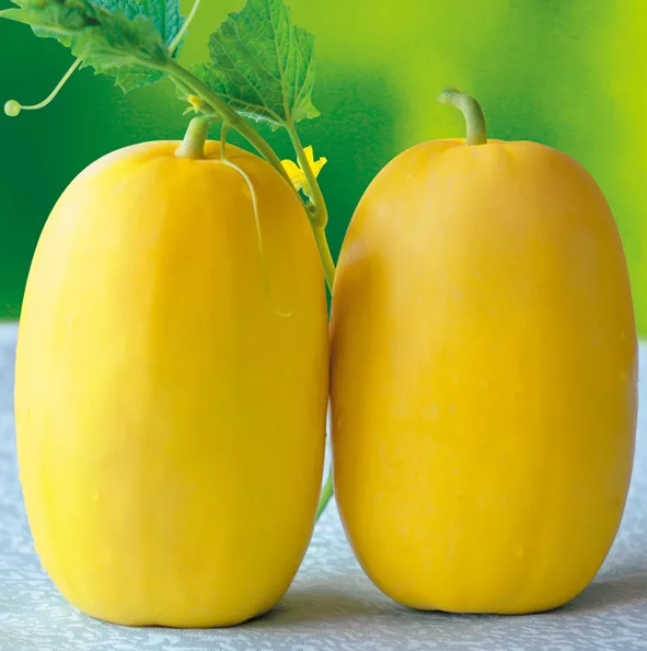 雇工難、成本高，想種甜瓜怎么辦？