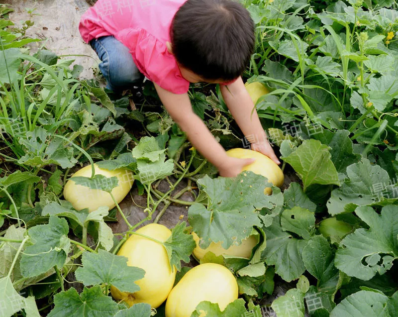 雇工難、成本高，想種甜瓜怎么辦？