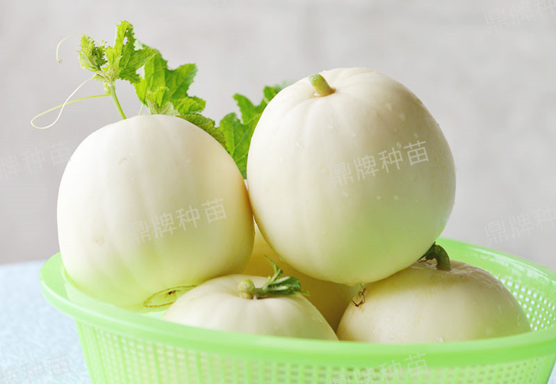 就這4個(gè)薄皮甜瓜，畝產(chǎn)萬(wàn)斤很輕松，瓜果菜農(nóng)搶著種植
