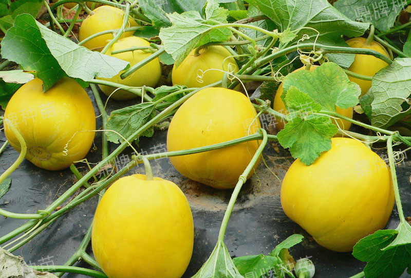 就這4個(gè)薄皮甜瓜，畝產(chǎn)萬(wàn)斤很輕松，瓜果菜農(nóng)搶著種植