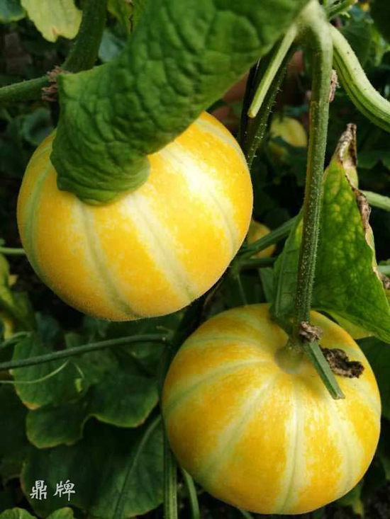 就這4個(gè)薄皮甜瓜，畝產(chǎn)萬(wàn)斤很輕松，瓜果菜農(nóng)搶著種植