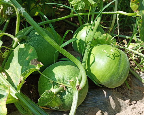 就這4個(gè)薄皮甜瓜，畝產(chǎn)萬(wàn)斤很輕松，瓜果菜農(nóng)搶著種植