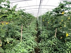 蔬菜種子種植戶(hù)客戶(hù)點(diǎn)評(píng)-這個(gè)品種，結(jié)瓜太夸張了！太恐怖了！