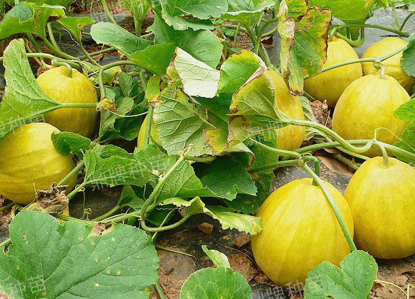 高溫季節(jié)種植甜瓜，什么品種最好？這個(gè)品種是秋季上市的專用品種