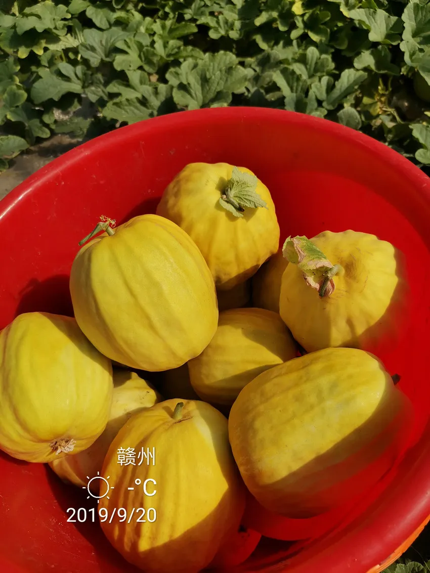 高溫季節(jié)種植甜瓜，什么品種最好？這個(gè)品種是秋季上市的專用品種
