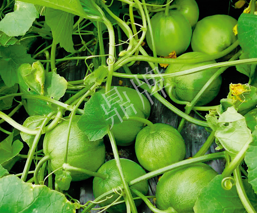 7元一斤還遭瘋搶，畝收益超2萬(wàn)元！到底什么甜瓜能這么牛？