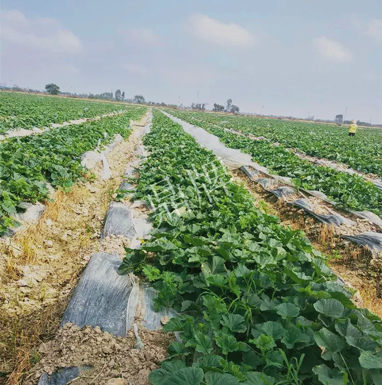 7元一斤還遭瘋搶，畝收益超2萬(wàn)元！到底什么甜瓜能這么牛？