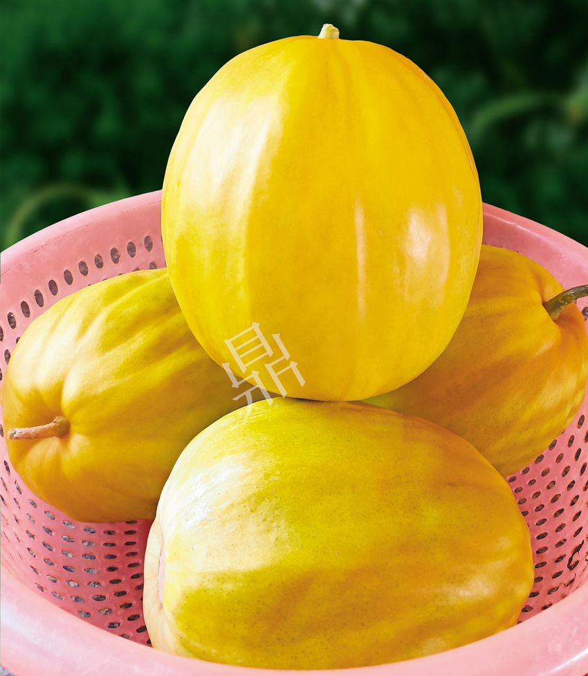 優(yōu)質(zhì)甜瓜新品種！畝產(chǎn)最高可達(dá)7000斤！還沒有畸形瓜