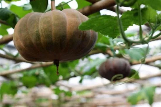 知道最甜最面的南瓜品種嗎？盤點十種有營養(yǎng)的甜面南瓜...