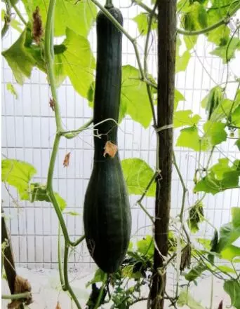 知道最甜最面的南瓜品種嗎？盤點十種有營養(yǎng)的甜面南瓜...