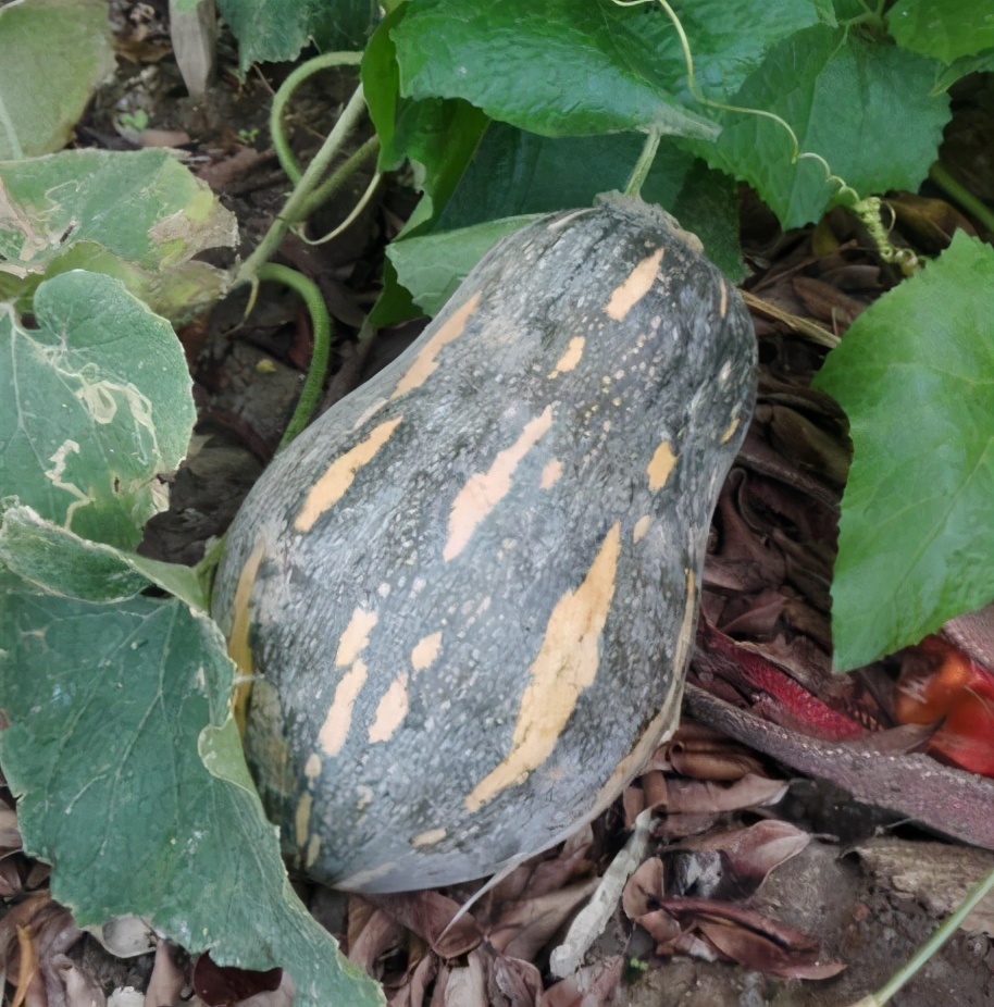 2020年，市面上的南瓜品種哪個口感最好、最甜、最值得種植？