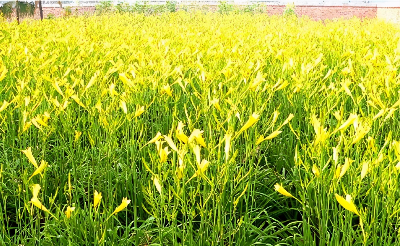 一斤接近20塊，原來它才是最火的國民蔬菜！全國都適種