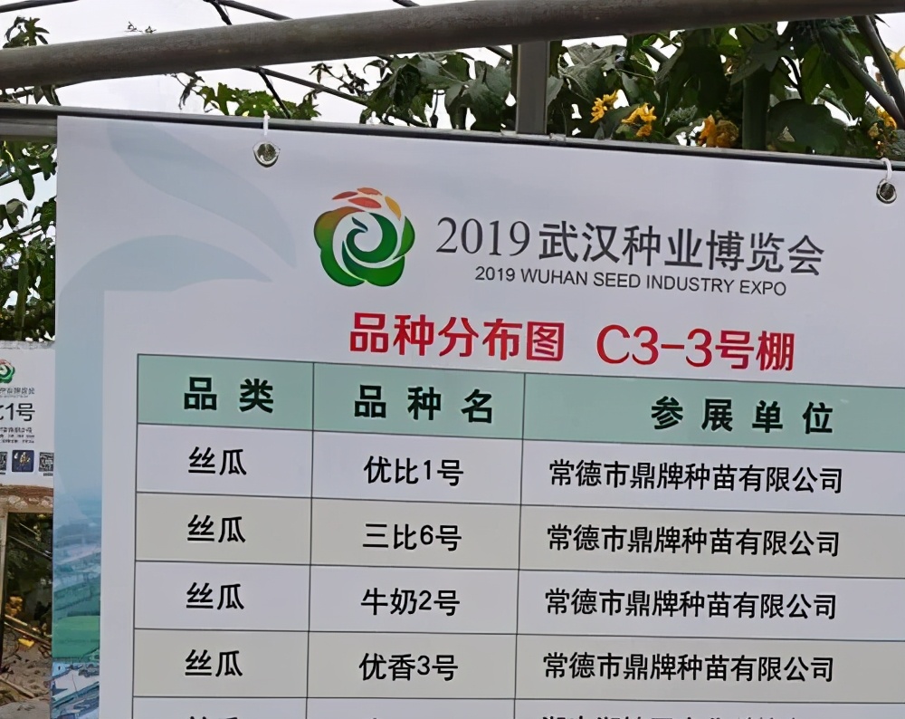 這個(gè)絲瓜畝產(chǎn)可達(dá)8000公斤，菜農(nóng)2021年致富的絲瓜品種