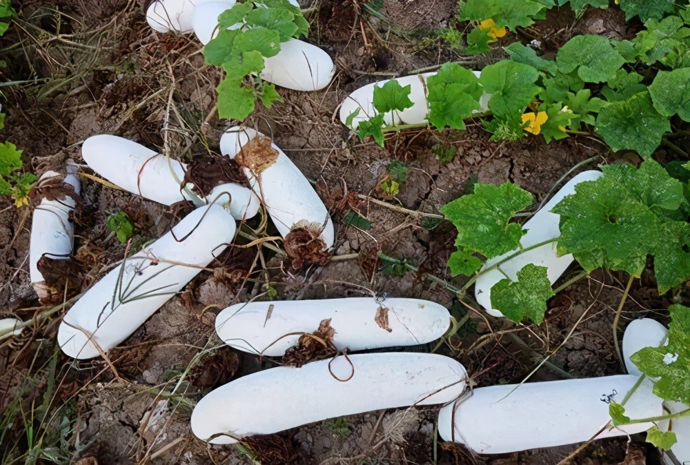 這個(gè)冬瓜品種放1年不壞，口感脆甜，多年科研就為打造這1個(gè)爆品