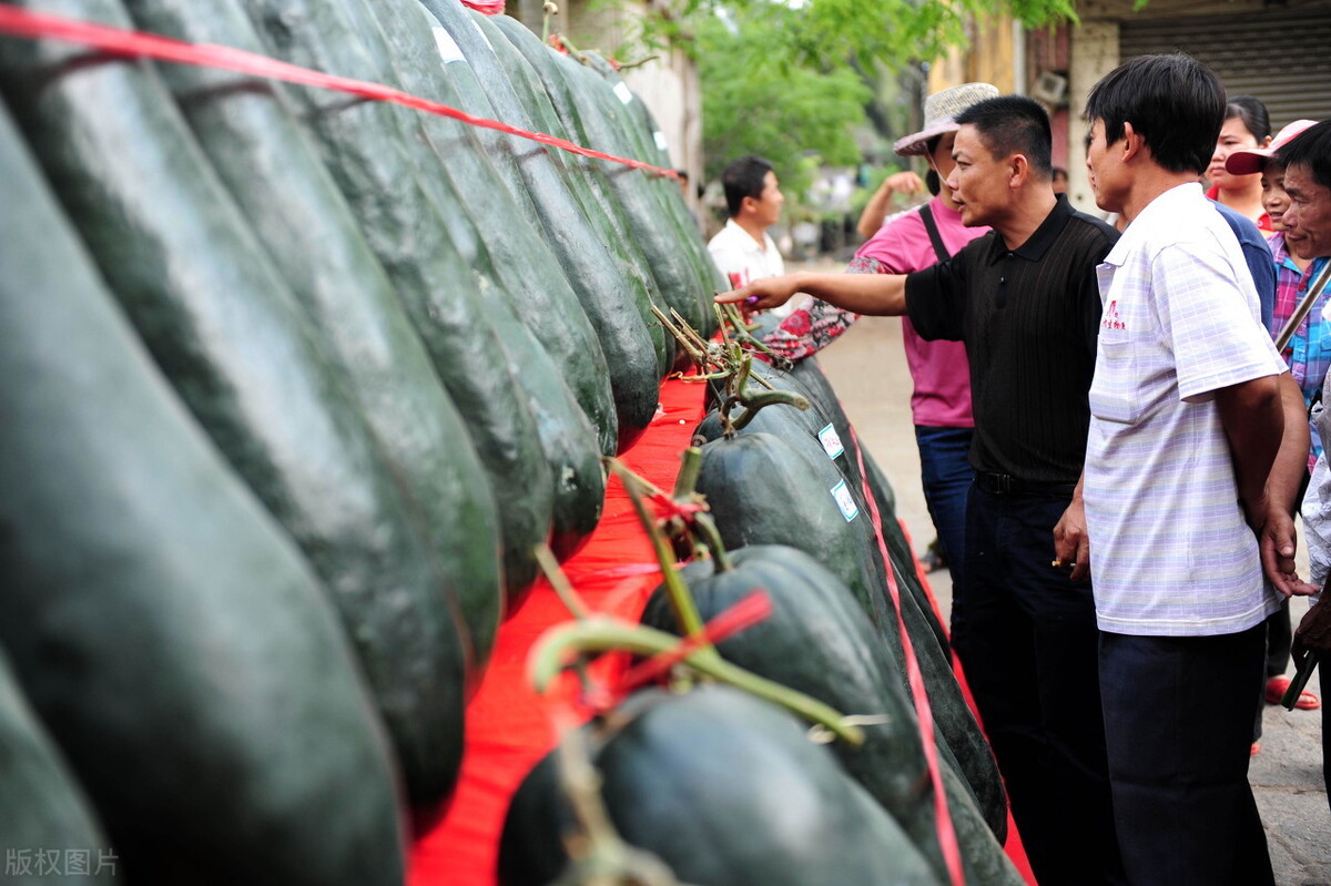 這個(gè)冬瓜品種放1年不壞，口感脆甜，多年科研就為打造這1個(gè)爆品