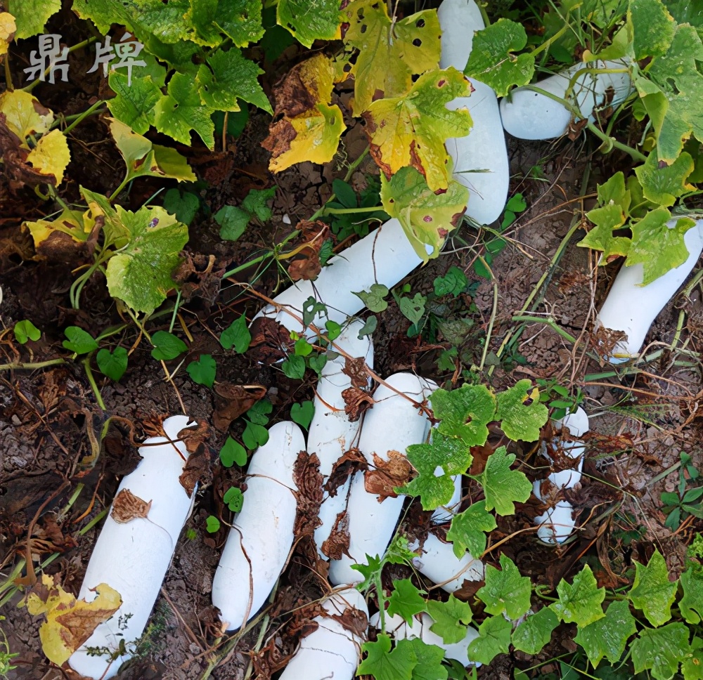這個(gè)冬瓜品種放1年不壞，口感脆甜，多年科研就為打造這1個(gè)爆品