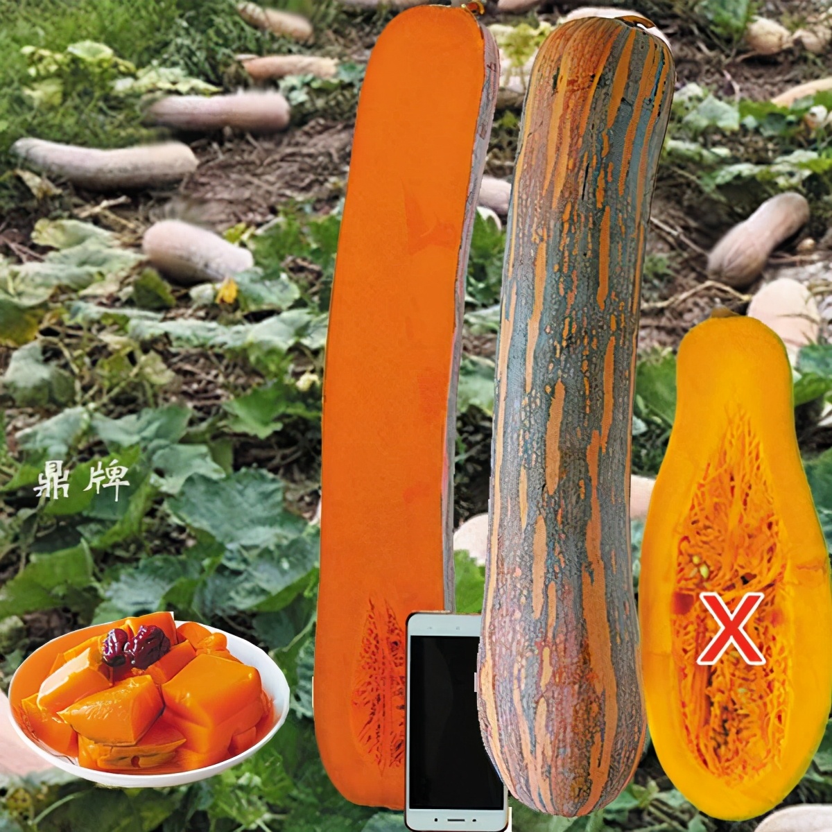 時(shí)隔三年，向錢蔥、姜你軍又來了，心動(dòng)了嗎？來年你會(huì)換品種嗎？