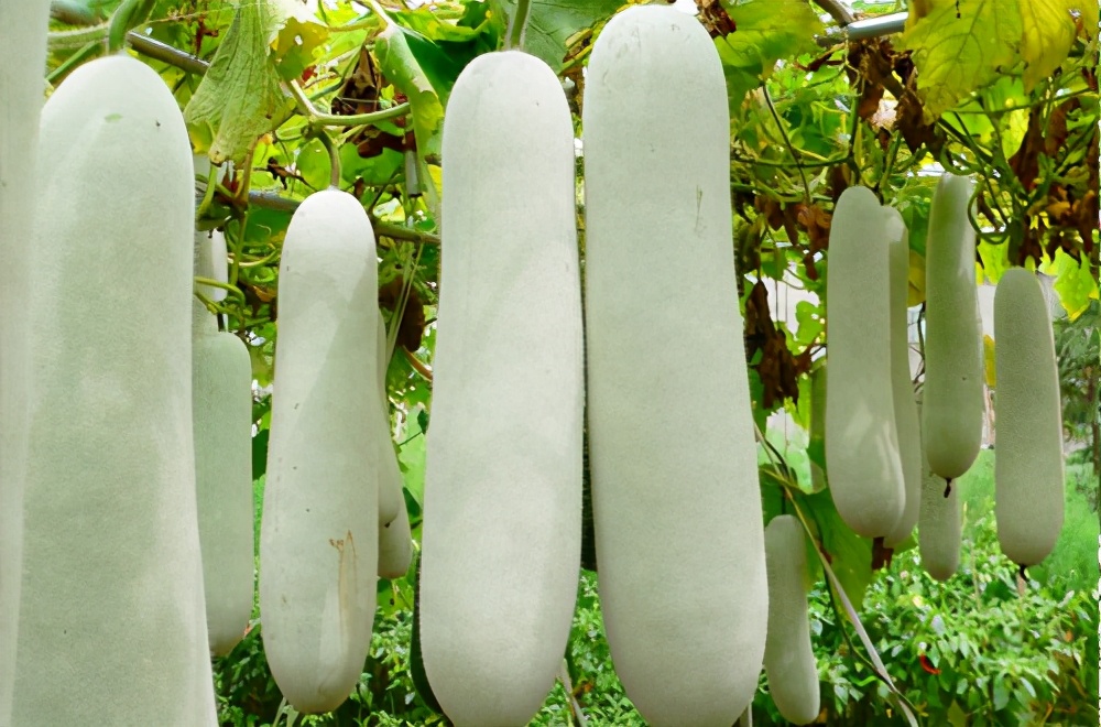 畝產(chǎn)值可達(dá)3萬元的冬瓜終上市，21年科研沉淀成就它